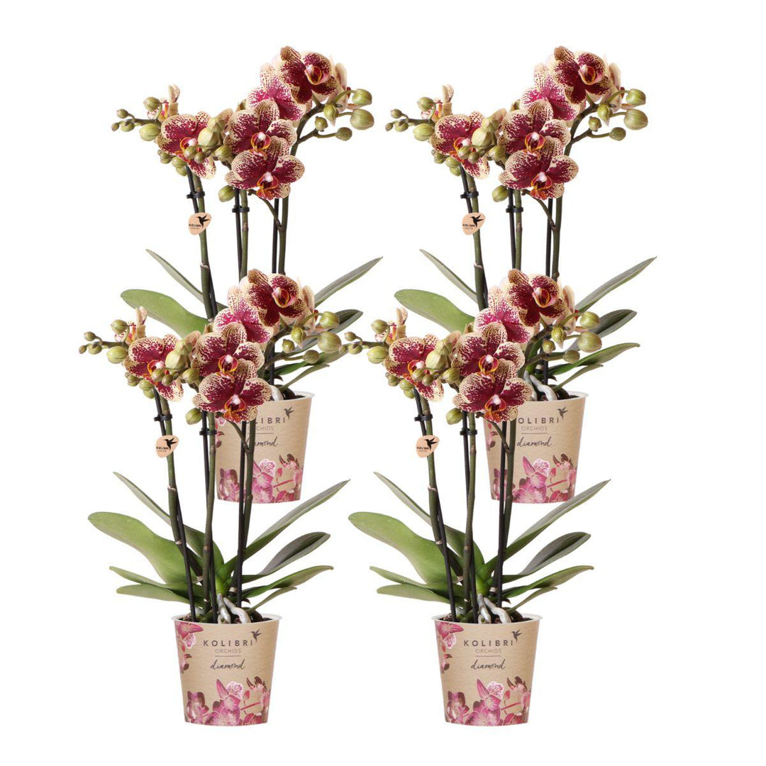 Kombi-Angebot - 4 Orchideen - Phalaenopsis Orchidee