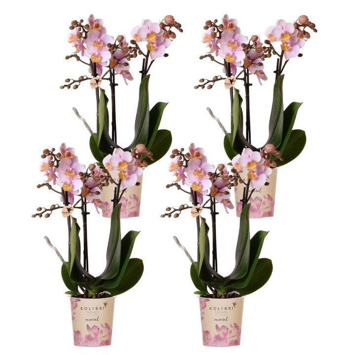 Kombi-Angebot - 4 Orchideen - Phalaenopsis Orchidee