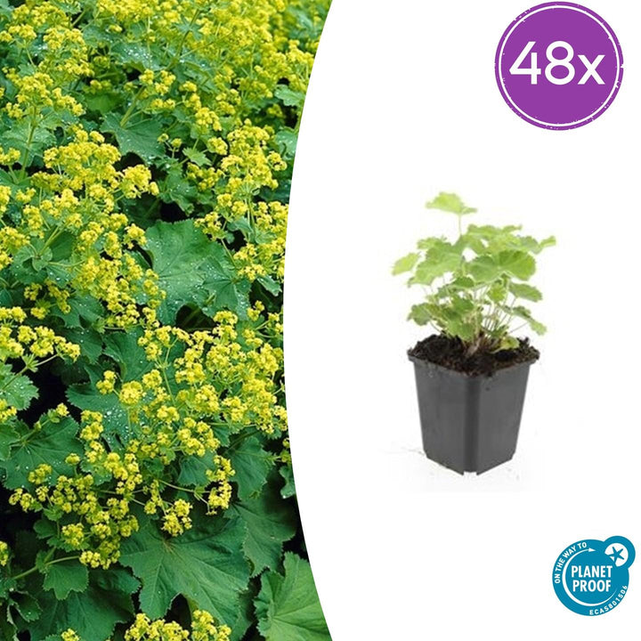 Alchemilla Mollis - 20cm - Zimmerpflanze kaufen