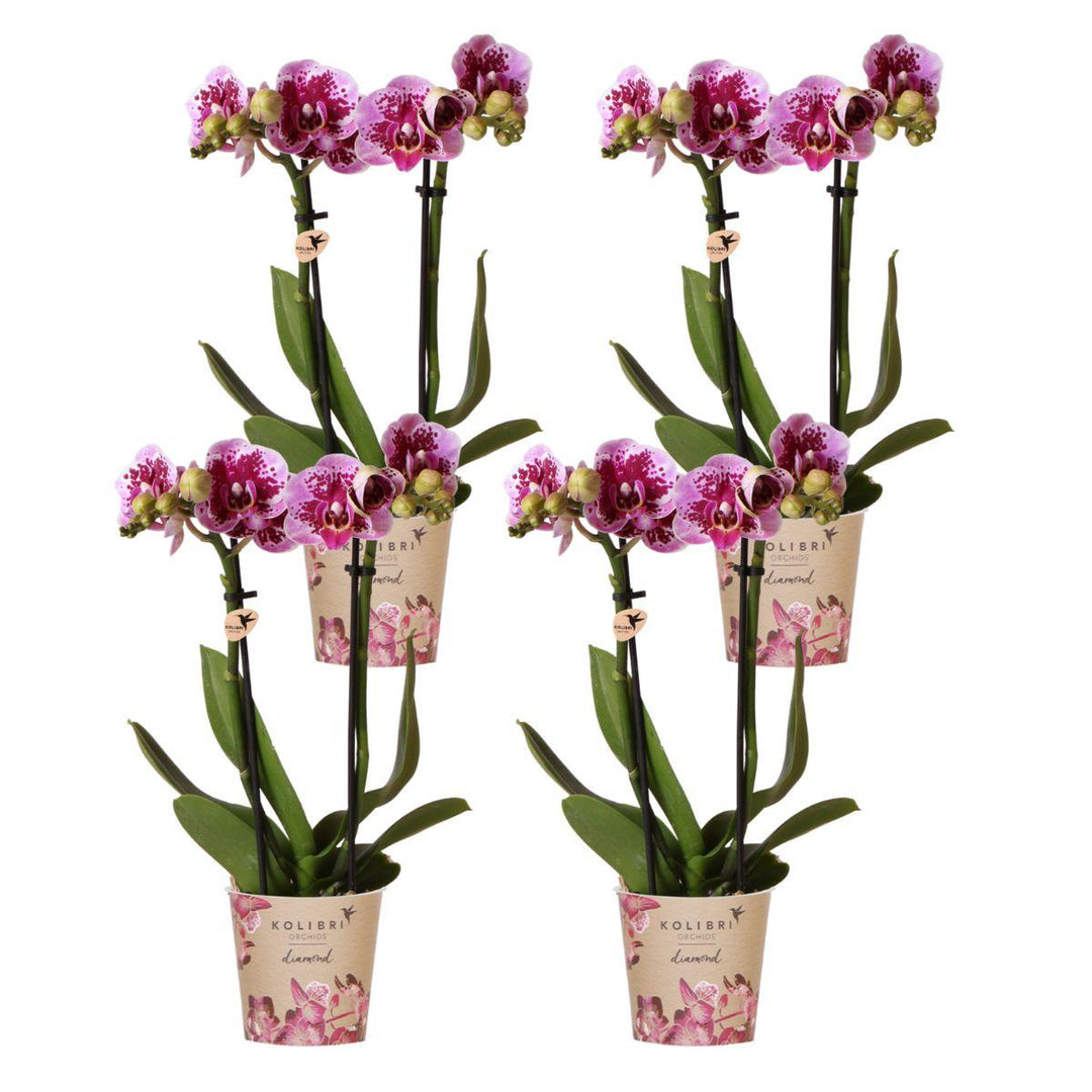 Kombi-Angebot - 4 Orchideen - Phalaenopsis Orchidee