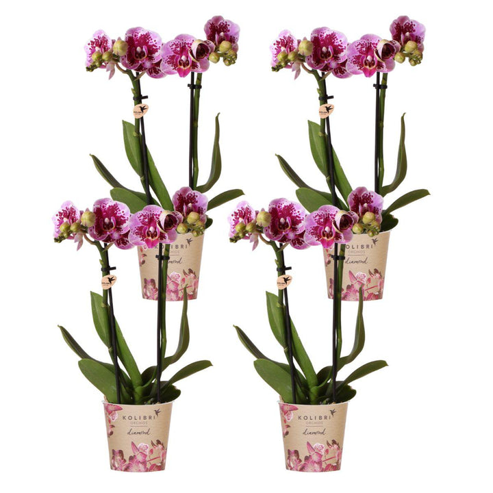 Kombi-Angebot - 4 Orchideen - Phalaenopsis Orchidee