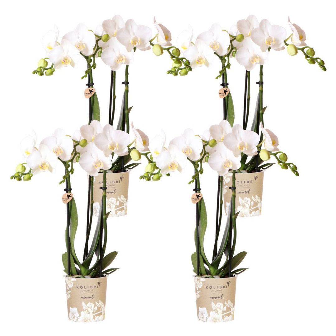 Kombi-Angebot - 4 Orchideen - Phalaenopsis Orchidee
