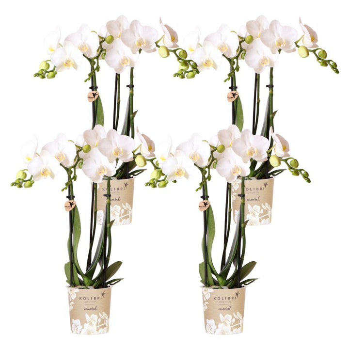 Kombi-Angebot - 4 Orchideen - Phalaenopsis Orchidee