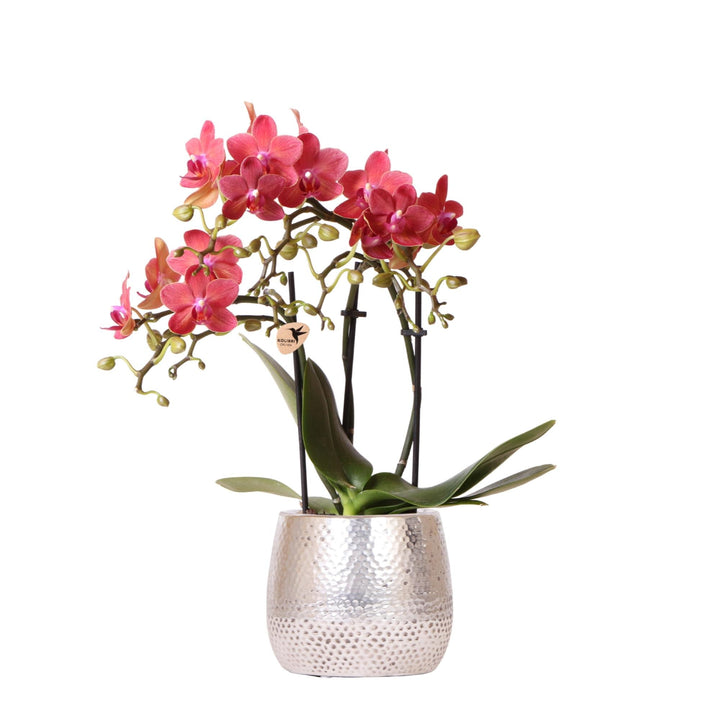 Luxus-Orchidee inklusive Topf Elite - 40cm - Ziertopf Zimmerpflanze