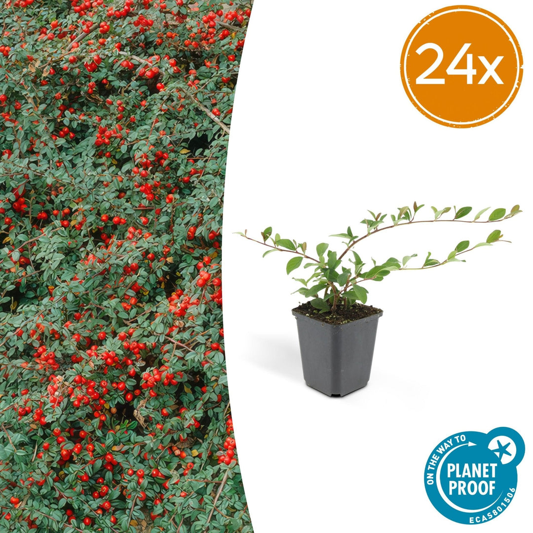 Cotoneaster Dammeri 'Major' - 25cm - Zimmerpflanze kaufen