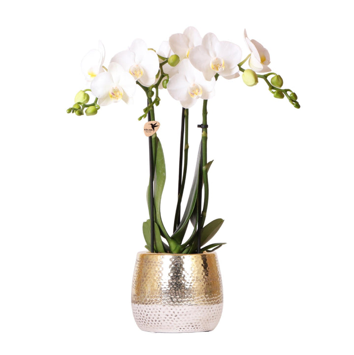 Luxus-Orchidee inklusive Topf Elite - 40cm - Ziertopf Zimmerpflanze