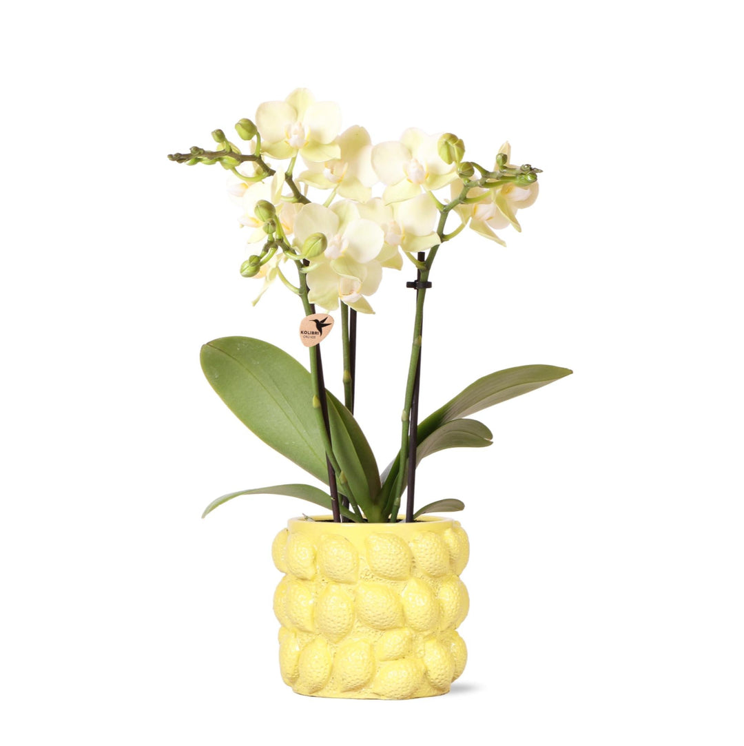 Orchidee (Phalaenopsis) inklusive Übertopf Fruit - 40cm