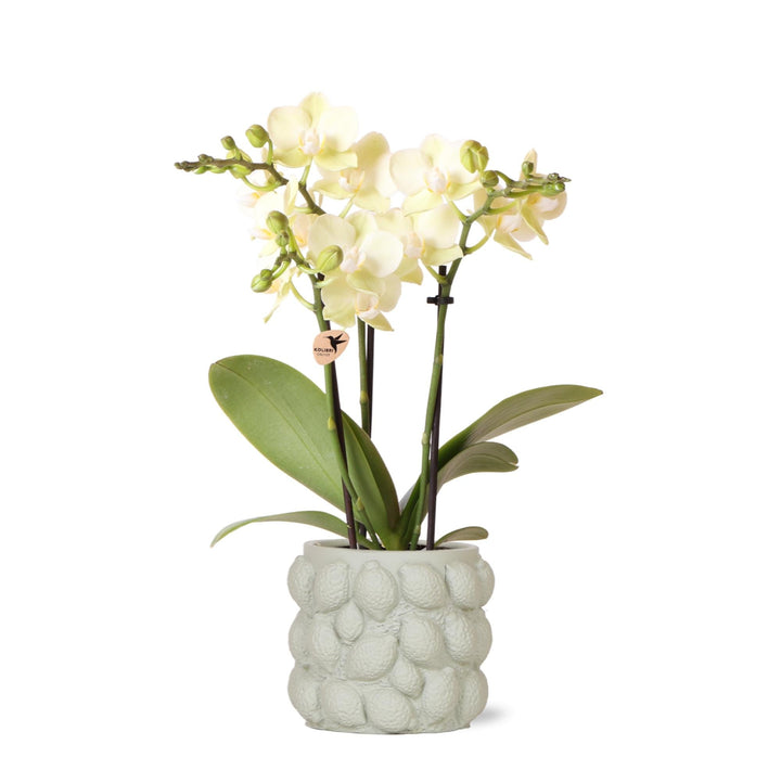 Orchidee (Phalaenopsis) inklusive Übertopf Fruit - 40cm