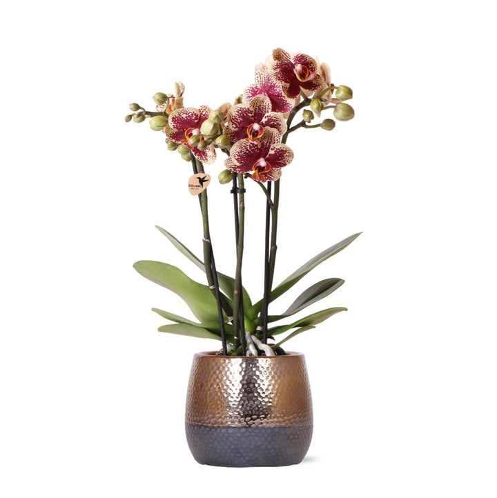 Luxus-Orchidee inklusive Topf Elite - 40cm - Ziertopf Zimmerpflanze