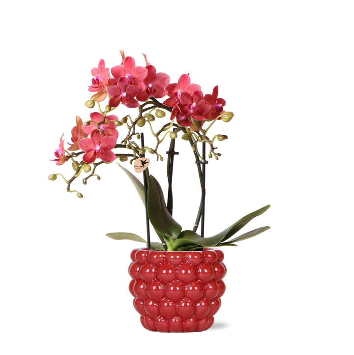 Orchidee (Phalaenopsis) inklusive Übertopf Fruit - 40cm