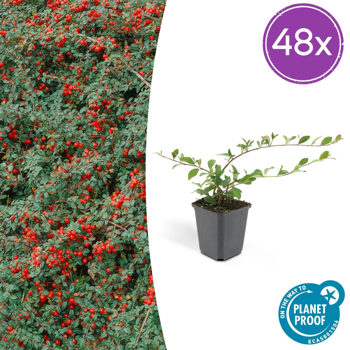 Cotoneaster Dammeri 'Major' - 25cm - Zimmerpflanze kaufen