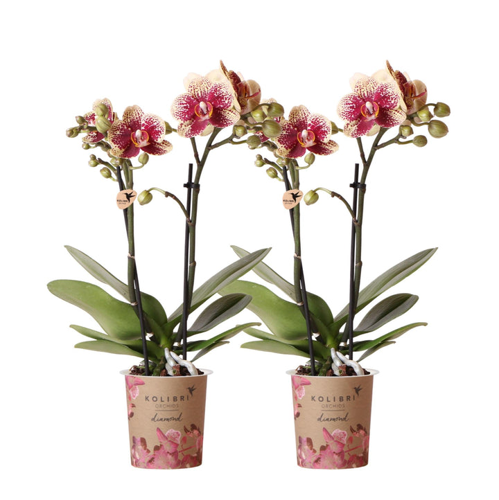 Kombi-Angebot - 2 Orchideen - Phalaenopsis Orchidee