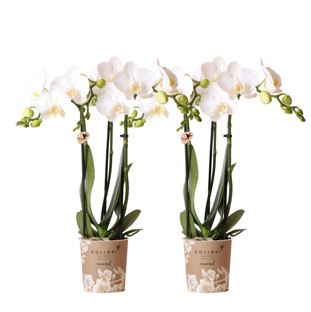 Kombi-Angebot - 2 Orchideen - Phalaenopsis Orchidee