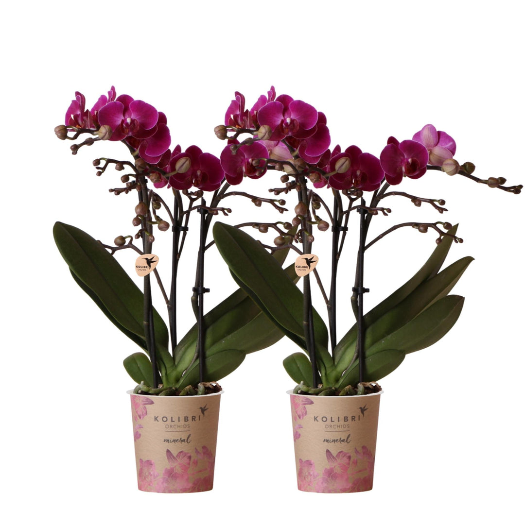 Kombi-Angebot - 2 Orchideen - Phalaenopsis Orchidee