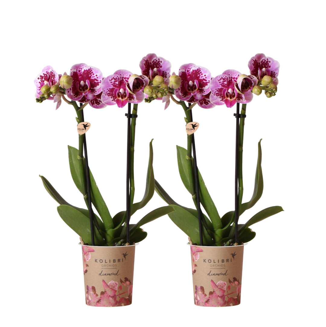 Kombi-Angebot - 2 Orchideen - Phalaenopsis Orchidee