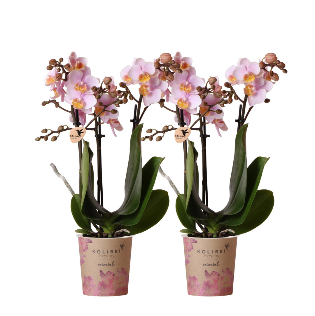 Kombi-Angebot - 2 Orchideen - Phalaenopsis Orchidee