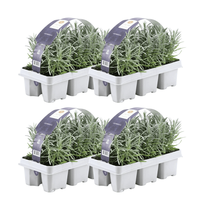 4x Set mit 6 Lavendel Angustifolia - 15 cm