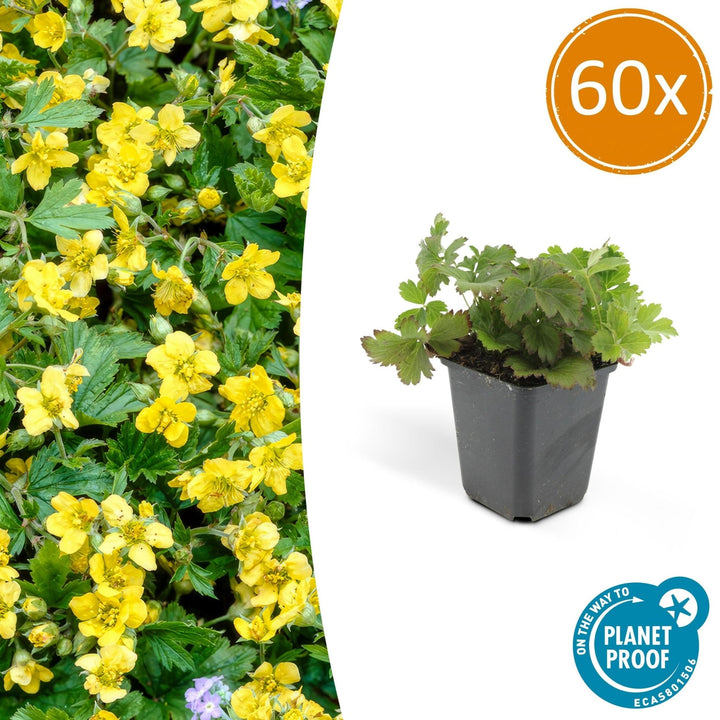 Waldsteinia Ternata - 20cm - Zimmerpflanze kaufen