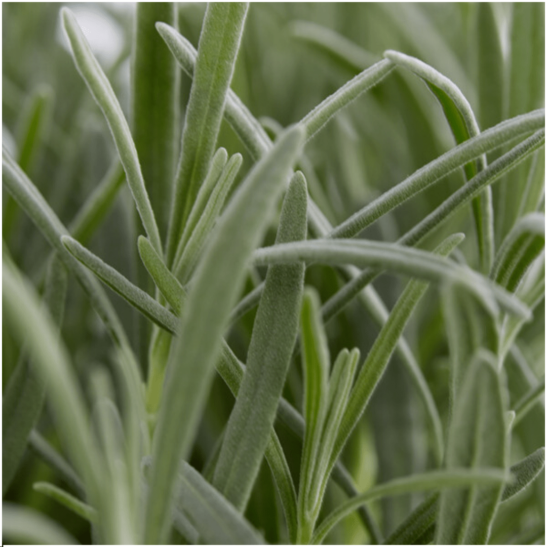 4x Set mit 6 Lavendel Angustifolia - 15 cm