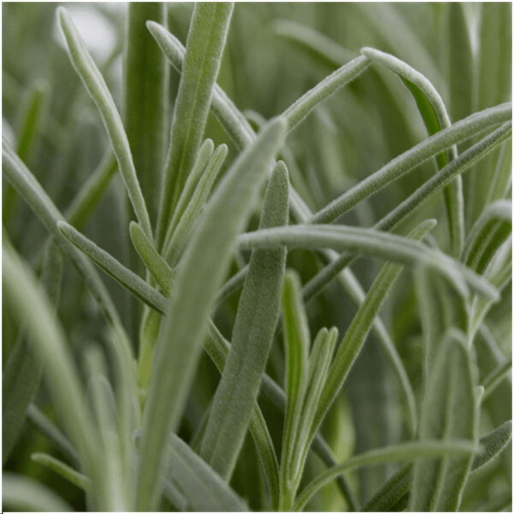 4x Set mit 6 Lavendel Angustifolia - 15 cm