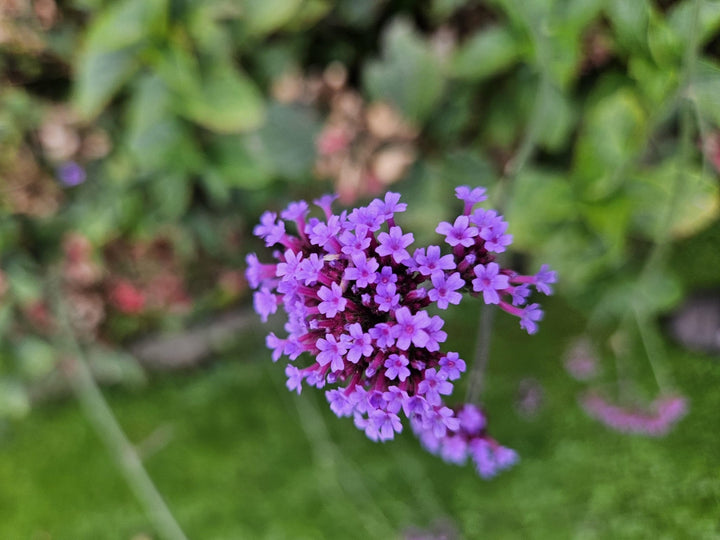 Verbena Bonariensis - 20cm - Zimmerpflanze Kaufen