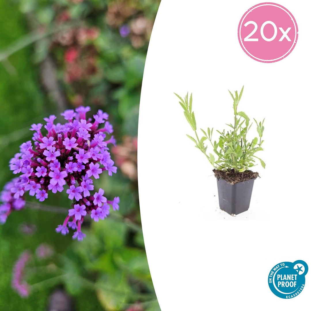 Verbena Bonariensis - 20cm - Zimmerpflanze Kaufen