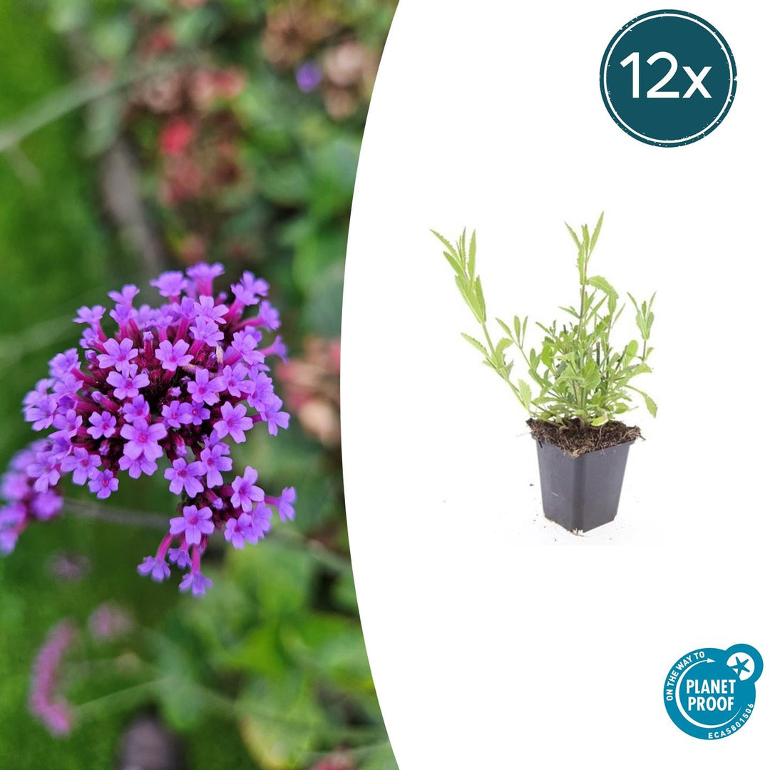 Verbena Bonariensis - 20cm - Zimmerpflanze Kaufen