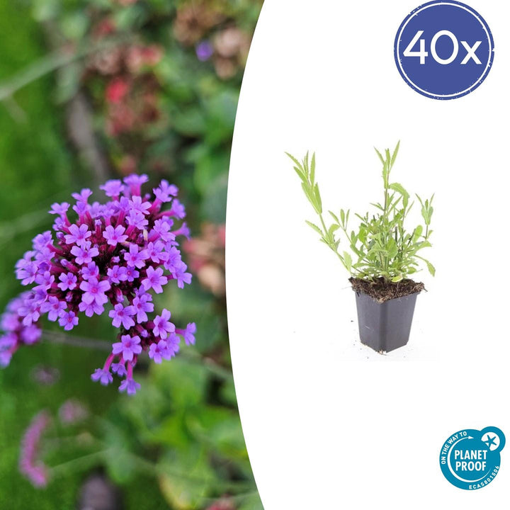 Verbena Bonariensis - 20cm - Zimmerpflanze Kaufen