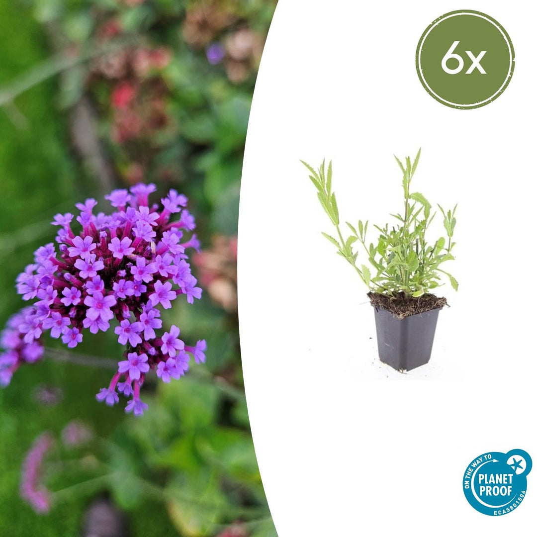 Verbena Bonariensis - 20cm - Zimmerpflanze Kaufen