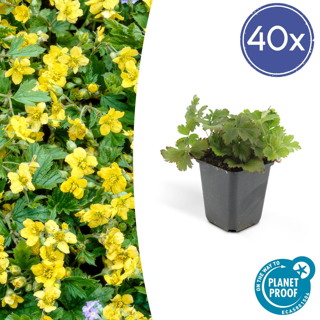 Waldsteinia Ternata - 20cm - Zimmerpflanze kaufen