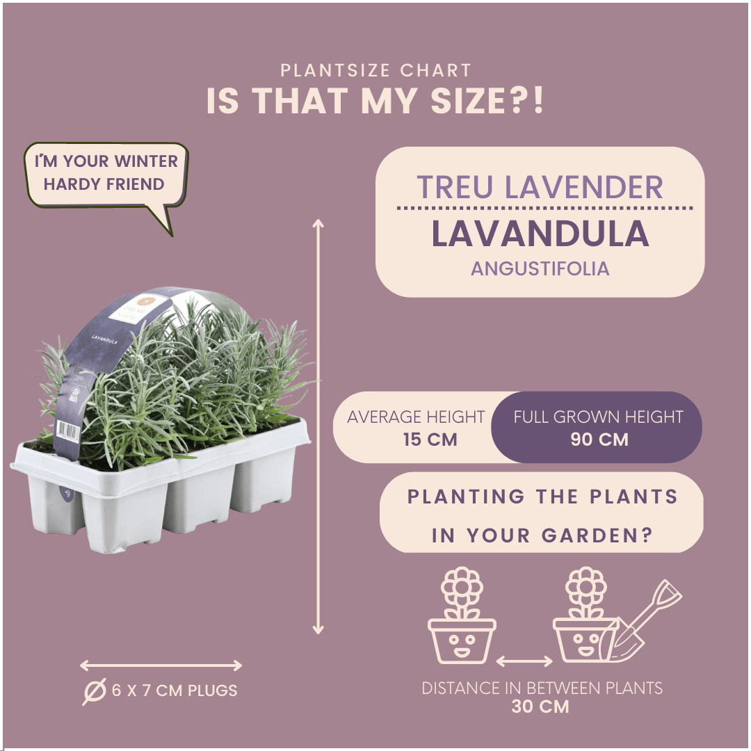 4x Set mit 6 Lavendel Angustifolia - 15 cm