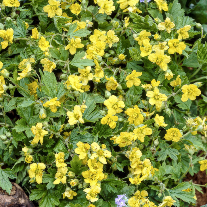 Waldsteinia Ternata - 20cm - Zimmerpflanze kaufen