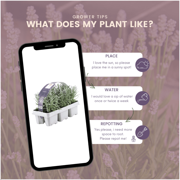 4x Set mit 6 Lavendel Angustifolia - 15 cm