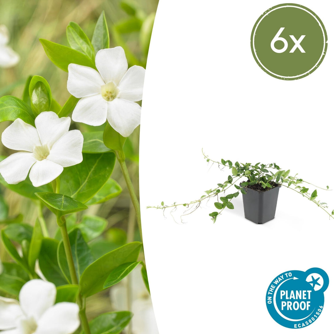 Vinca minor 'Alba' - 20cm - Kleines Immergrün - Zimmerpflanze kaufen