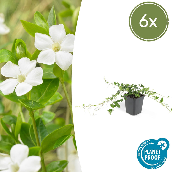 Vinca minor 'Alba' - 20cm - Kleines Immergrün - Zimmerpflanze kaufen