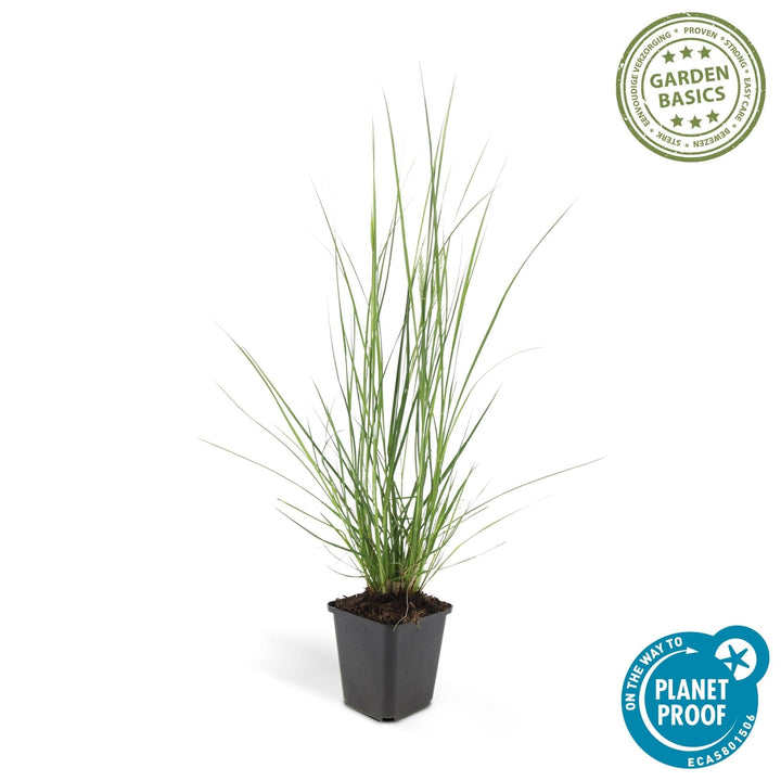 Pennisetum Alopecuroides 'Hameln' - 20cm