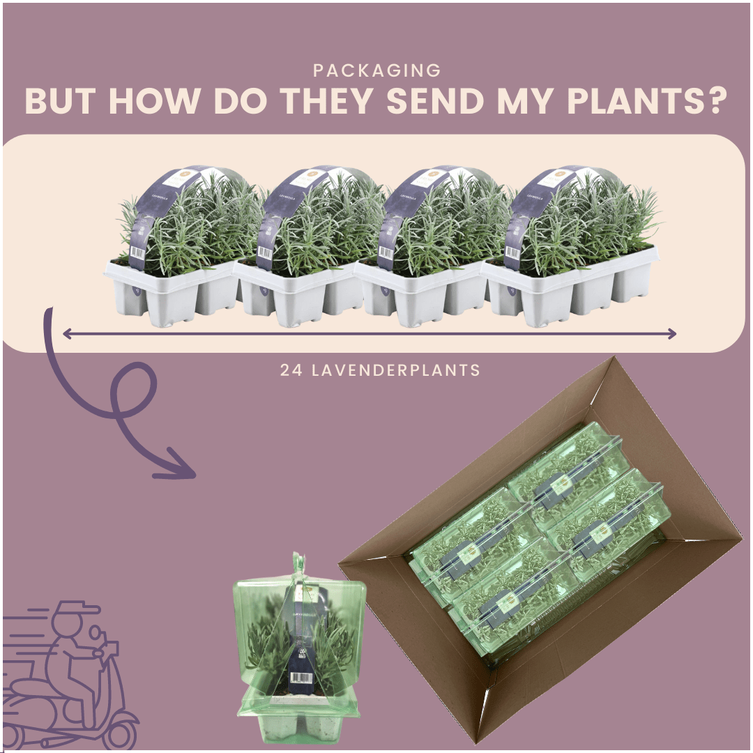 4x Set mit 6 Lavendel Angustifolia - 15 cm