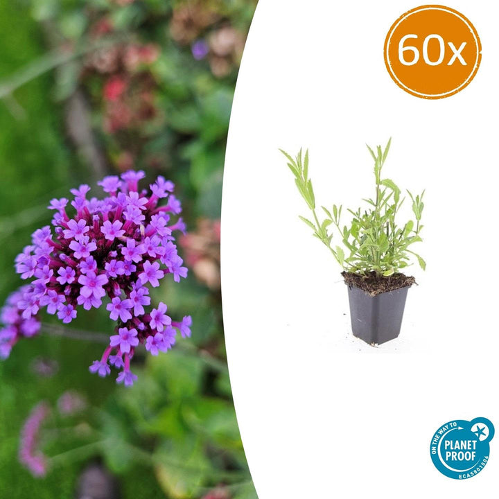 Verbena Bonariensis - 20cm - Zimmerpflanze Kaufen