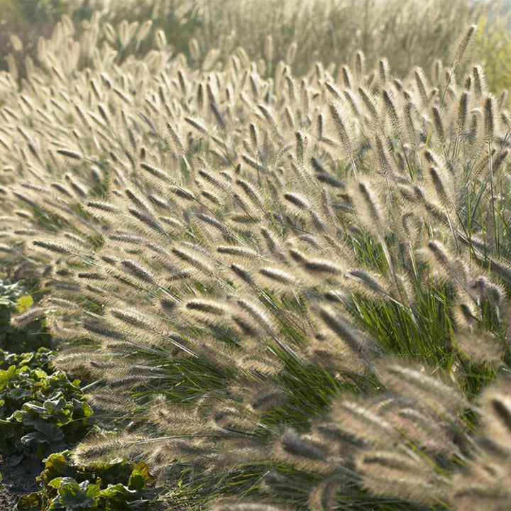 Pennisetum Alopecuroides 'Hameln' - 20cm