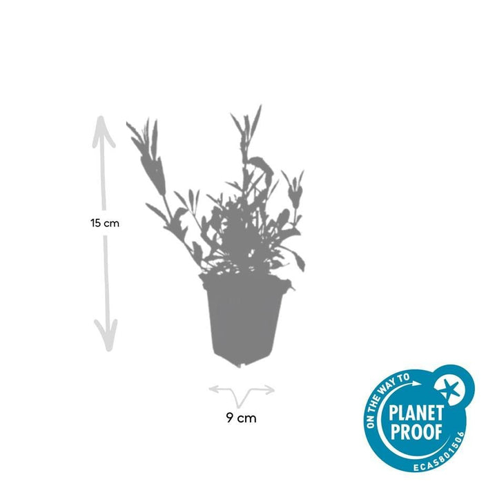 Verbena Bonariensis - 20cm - Zimmerpflanze Kaufen