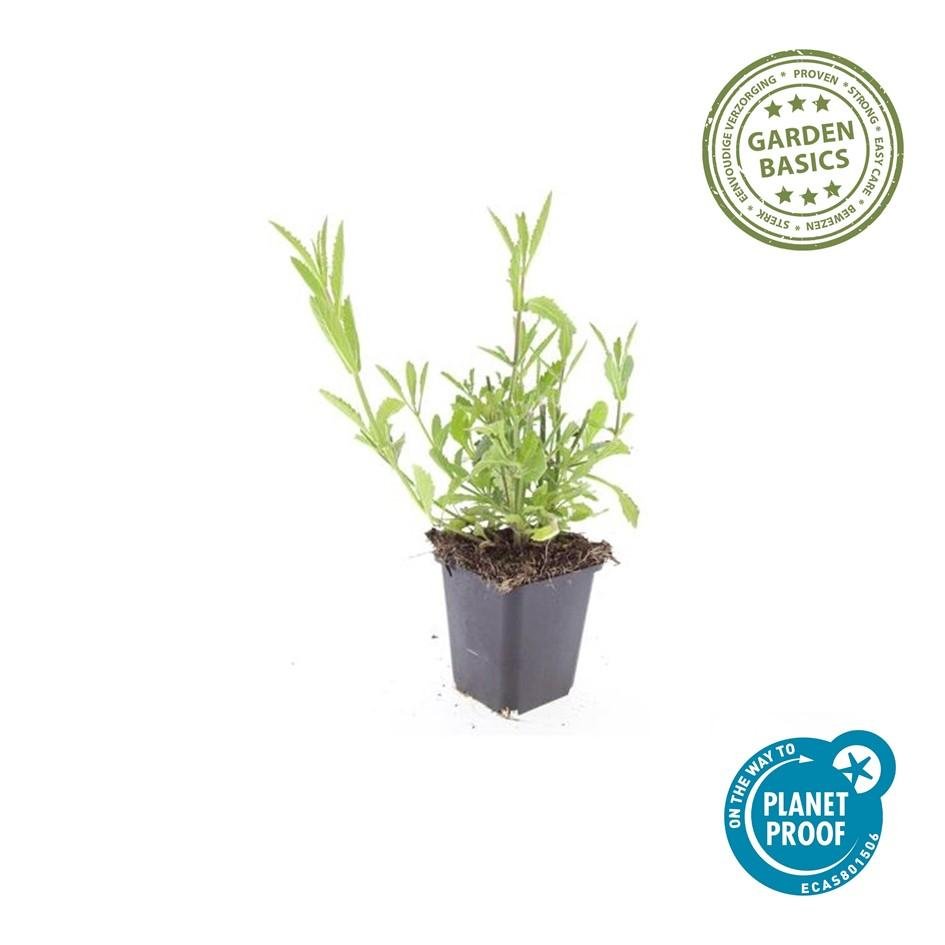 Verbena Bonariensis - 20cm - Zimmerpflanze Kaufen