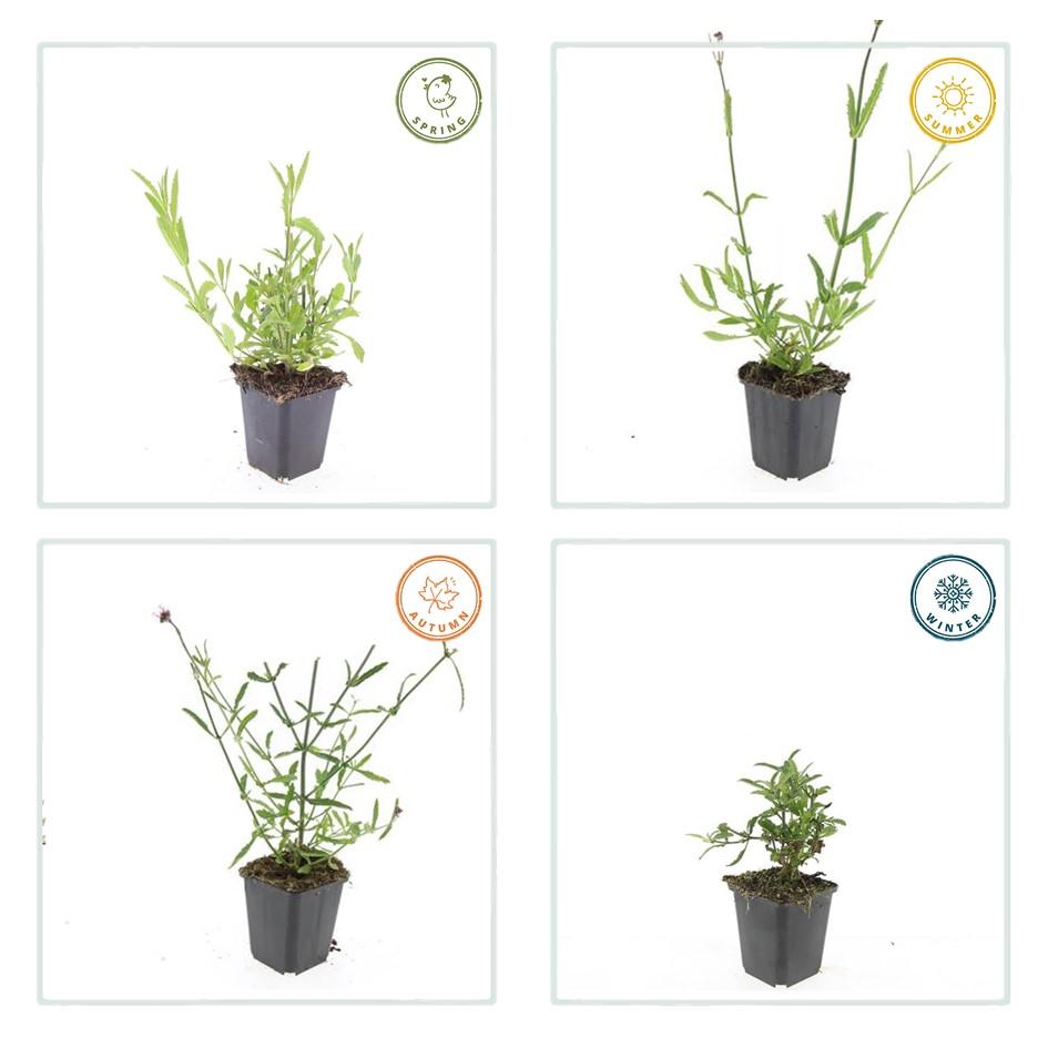 Verbena Bonariensis - 20cm - Zimmerpflanze Kaufen