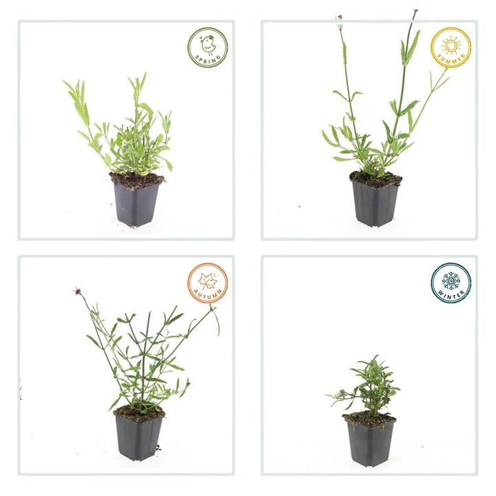 Verbena Bonariensis - 20cm - Zimmerpflanze Kaufen
