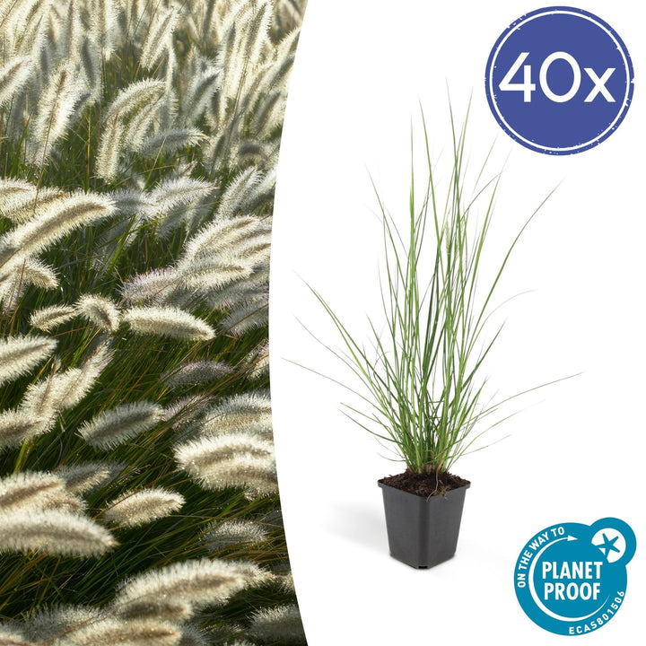 Pennisetum Alopecuroides 'Hameln' - 20cm
