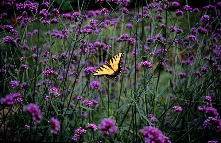Verbena Bonariensis - 20cm - Zimmerpflanze Kaufen