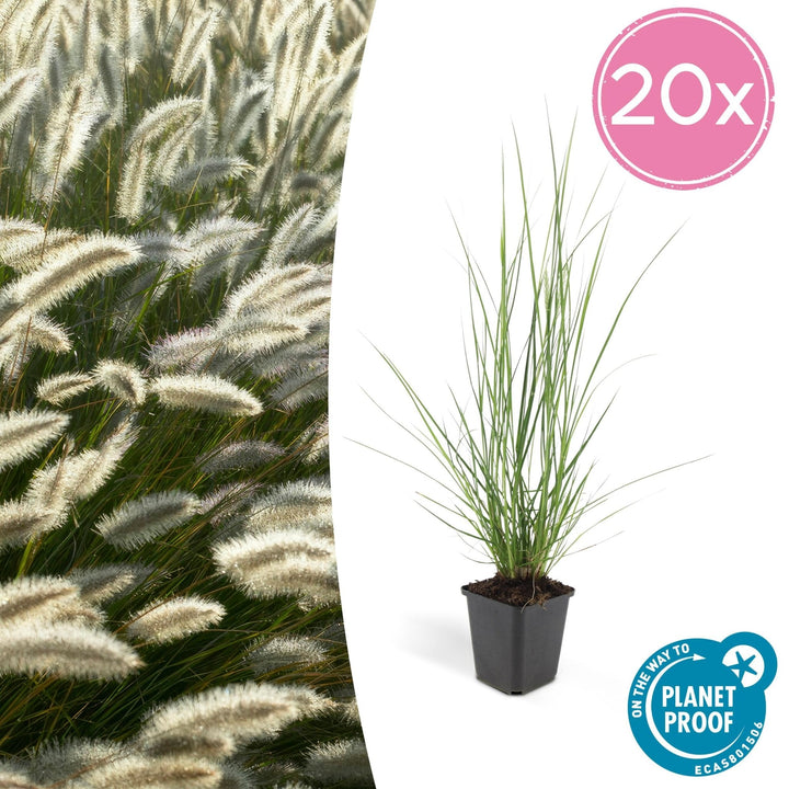 Pennisetum Alopecuroides 'Hameln' - 20cm
