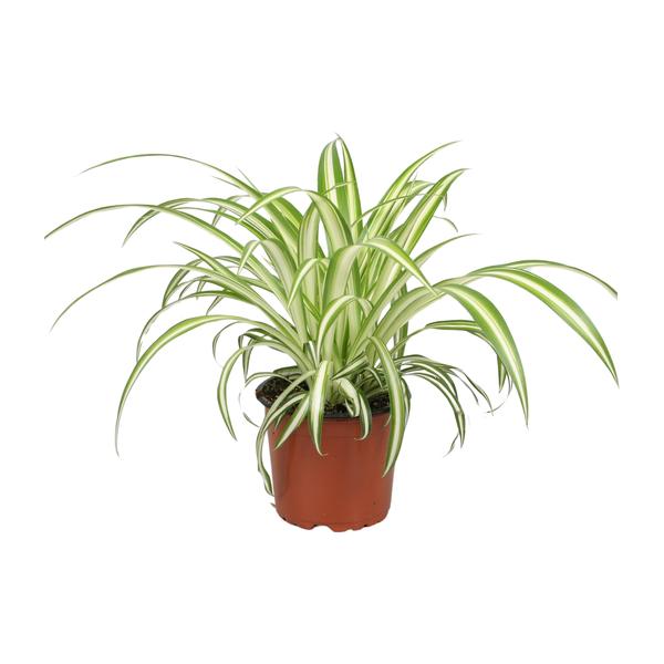 Grünlilie Chlorophytum – Ø12cm | Spinnenpflanze Zimmerpflanze