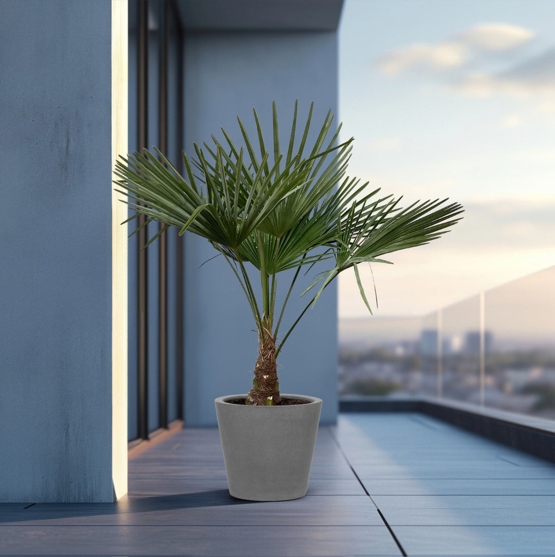 Trachycarpus Fortunei – 160cm – Zimmerpflanze kaufen