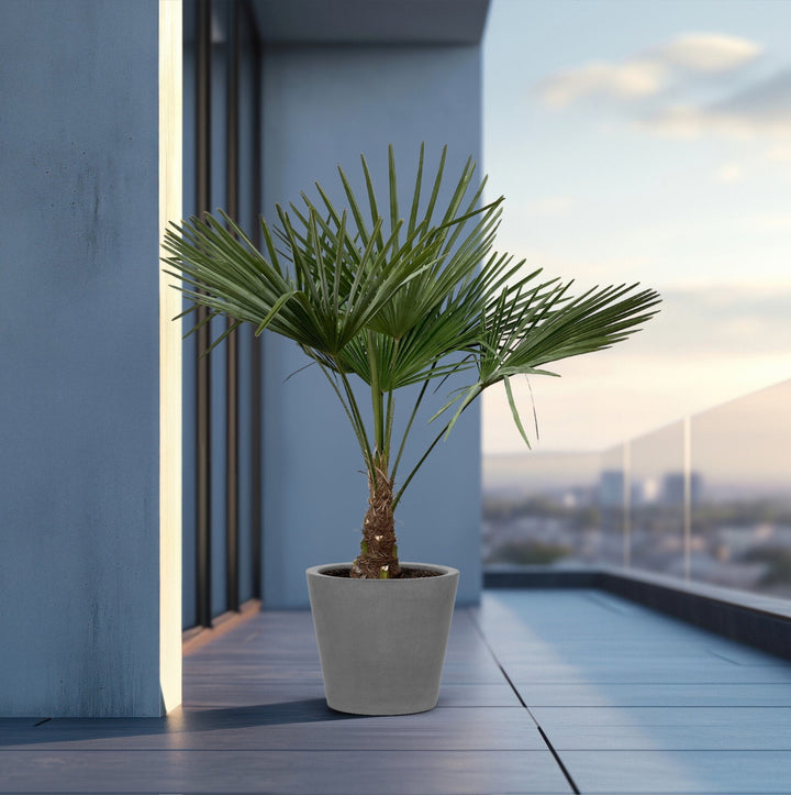 Trachycarpus Fortunei – 160cm – Zimmerpflanze kaufen