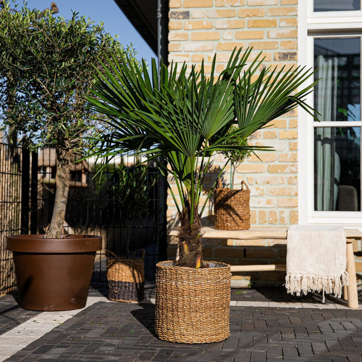 Trachycarpus Fortunei – 160cm – Zimmerpflanze kaufen